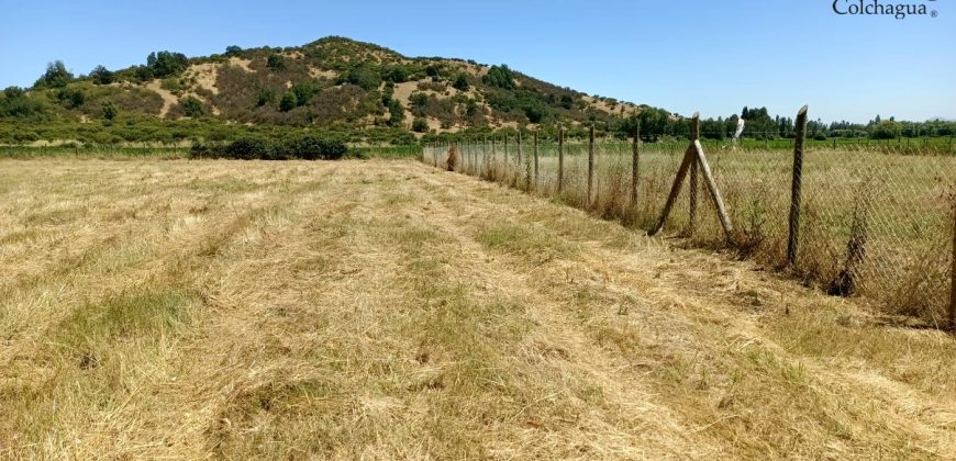Parcela con pozo y árboles.