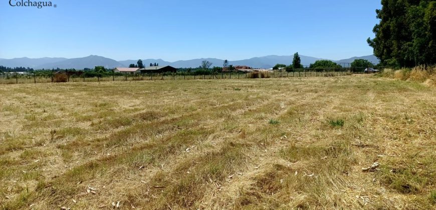 Parcela con pozo y árboles.