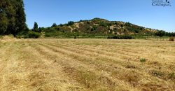 Parcela con pozo y árboles.