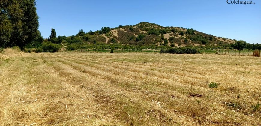 Parcela con pozo y árboles.
